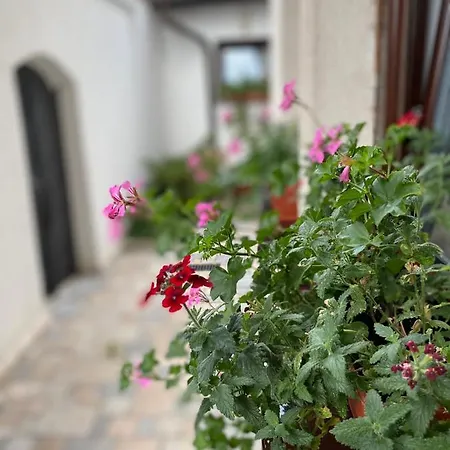 Ajna Sarajevo